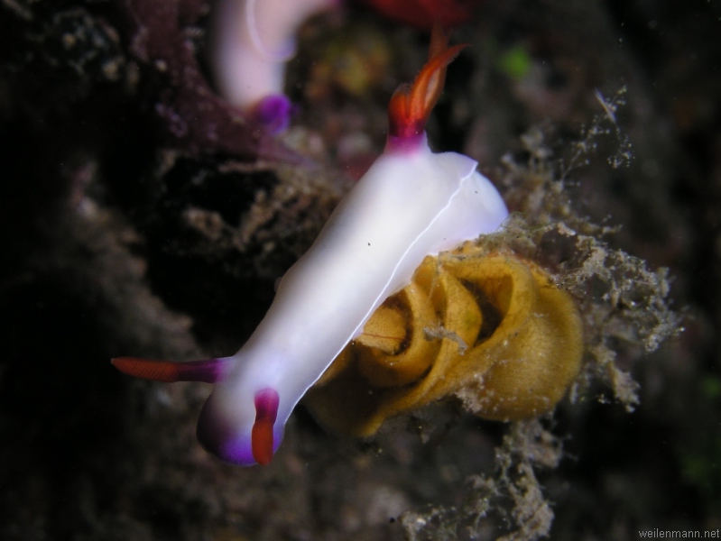 Nudi Branch